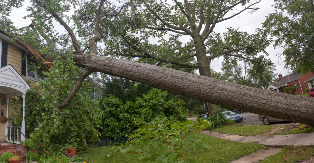 A fallen tree leans against a hose following a storm.