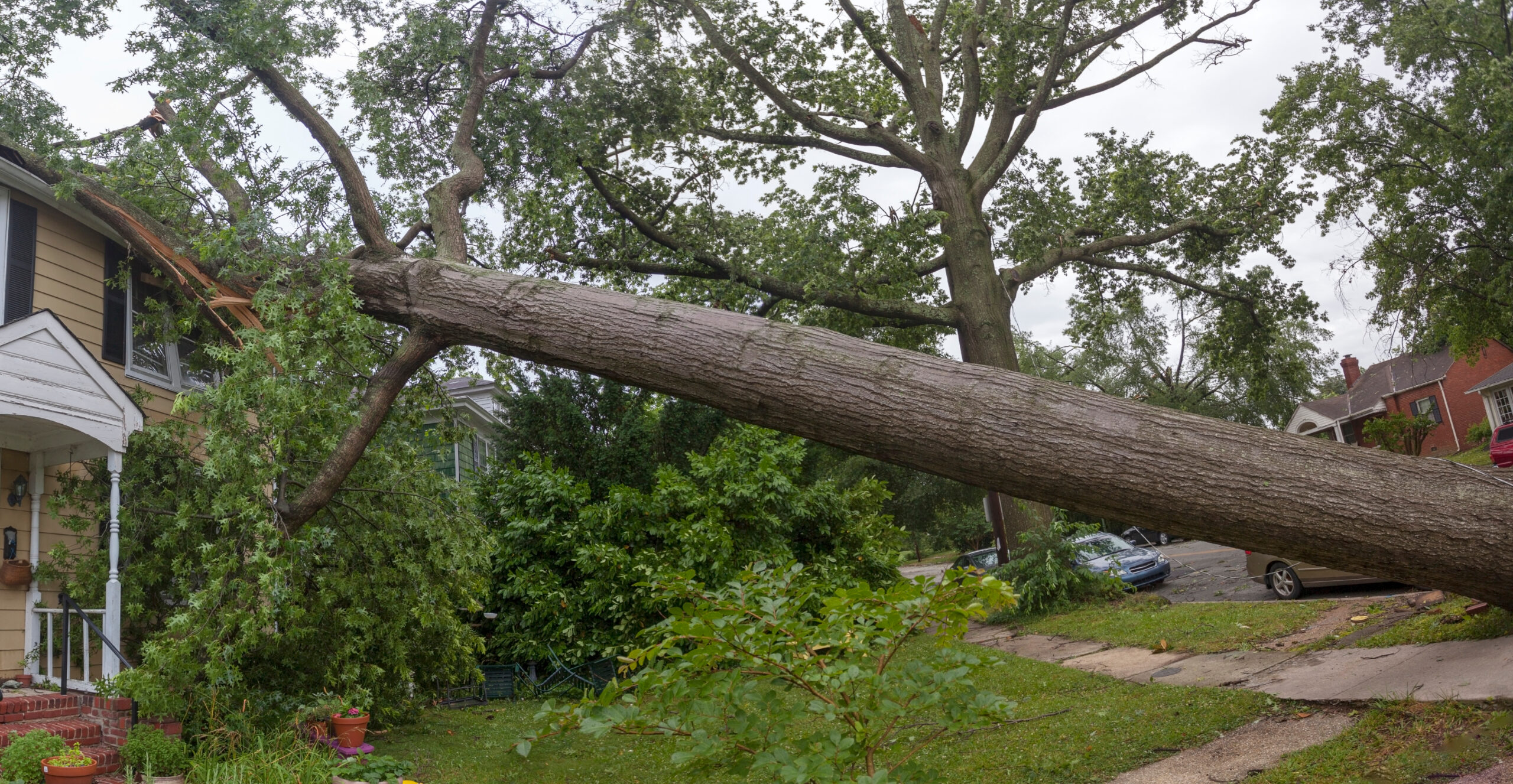 A fallen tree leans against a hose following a storm.