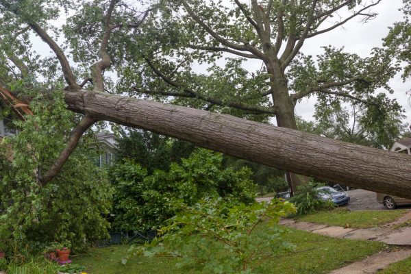 A fallen tree leans against a hose following a storm.